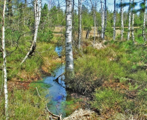 Wildsee-Hochmoor - Bäume im Wasser