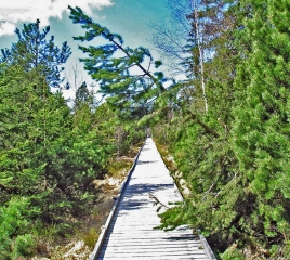 Wildsee-Hochmoor - Holzplankenweg