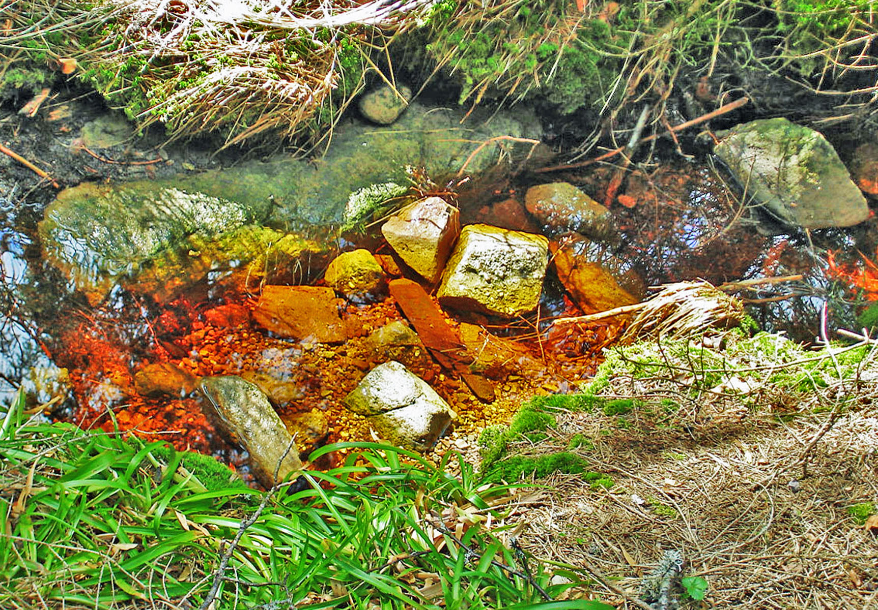 Wildsee-Hochmoor - rötliches Moorwasser