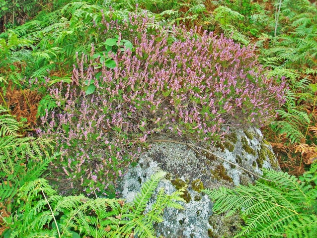 Dartmoor - Heidekraut