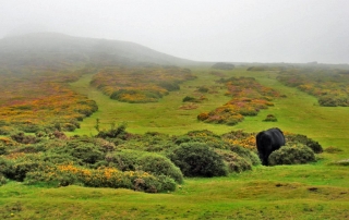 Dartmoor - schwarze Kuh im Ginster