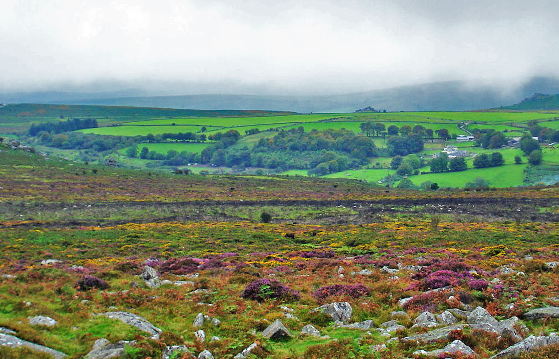 Dartmoor - Ginster und Heidekraut