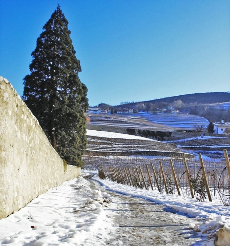 Kloster Neustift: Wanderweg in den Weinbergen