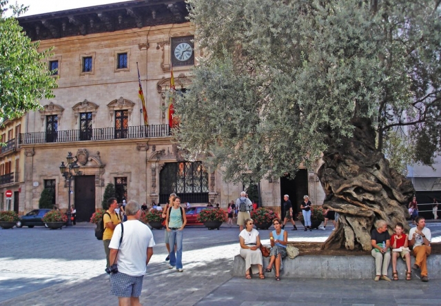 Touristen und rastende Einheimische um den uralten Olivenbaum auf der Plaça de Cort am Rathaus